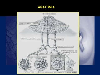 ANATOMIA
 