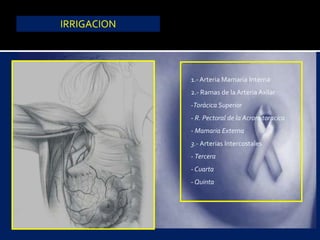 IRRIGACION
1.- Arteria Mamaria Interna
2.- Ramas de la Arteria Axilar
-Torácica Superior
- R. Pectoral de la Acromitoracica
- Mamaria Externa
3.- Arterias Intercostales
- Tercera
- Cuarta
- Quinta
 
