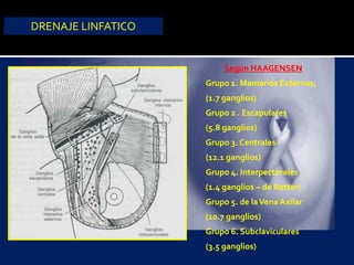 DRENAJE LINFATICO
Según HAAGENSEN
Grupo 1. Mamarios Externos,
(1.7 ganglios)
Grupo 2 . Escapulares
(5.8 ganglios)
Grupo 3. Centrales
(12.1 ganglios)
Grupo 4. Interpectorales
(1.4 ganglios – de Rotter)
Grupo 5. de laVena Axilar
(10.7 ganglios)
Grupo 6. Subclaviculares
(3.5 ganglios)
 