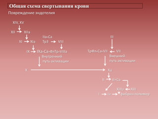 Общая схема свертывания крови
 
