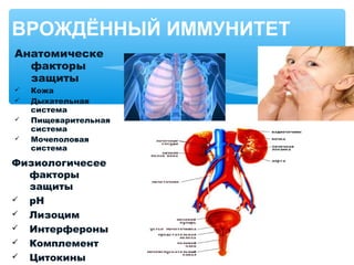 Анатомическе
факторы
защиты
 Кожа
 Дыхательная
система
 Пищеварительная
система
 Мочеполовая
система
ВРОЖДЁННЫЙ ИММУНИТЕТ
Физиологичесее
факторы
защиты
 pH
 Лизоцим
 Интерфероны
 Комплемент
 Цитокины
 