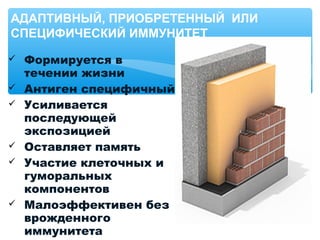  Формируется в
течении жизни
 Антиген специфичный
 Усиливается
последующей
экспозицией
 Оставляет память
 Участие клеточных и
гуморальных
компонентов
 Малоэффективен без
врожденного
иммунитета
АДАПТИВНЫЙ, ПРИОБРЕТЕННЫЙ ИЛИ
СПЕЦИФИЧЕСКИЙ ИММУНИТЕТ
 