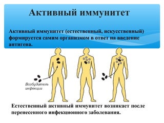 Активный иммунитет
Активный иммунитет (естественный, искусственный)
формируется самим организмом в ответ на введение
антигена.
Естественный активный иммунитет возникает после
перенесенного инфекционного заболевания.
 