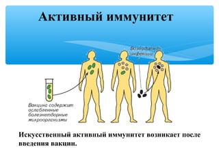 Активный иммунитет
Искусственный активный иммунитет возникает после
введения вакцин.
 