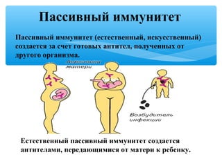 Пассивный иммунитет
Пассивный иммунитет (естественный, искусственный)
создается за счет готовых антител, полученных от
другого организма.
Естественный пассивный иммунитет создается
антителами, передающимися от матери к ребенку.
 
