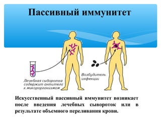 Пассивный иммунитет
Искусственный пассивный иммунитет возникает
после введения лечебных сывороток или в
результате объемного переливания крови.
 