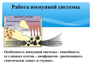 Работа иммунной системы
Особенность иммунной системы - способность
ее главных клеток - лимфоцитов - распознавать
генетически «свое» и «чужое».
 