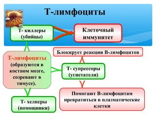 Т-лимфоциты
Т-лимфоциты
(образуются в
костном мозге,
созревают в
тимусе).
Т- киллеры
(убийцы)
Т- супрессоры
(угнетатели)
Т- хелперы
(помощники)
Клеточный
иммунитет
Блокирует реакции В-лимфоцитов
Помогают В-лимфоцитам
превратиться в плазматические
клетки
 
