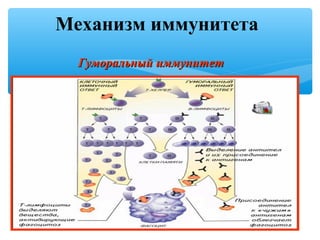 Механизм иммунитета
Гуморальный иммунитетГуморальный иммунитет
 
