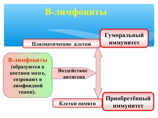 В-лимфоциты
В-лимфоциты
(образуются в
костном мозге,
созревают в
лимфоидной
ткани).
Воздействие
антигена
Плазматические клетки
Клетки памяти
Гуморальный
иммунитет
Приобретённый
иммунитет
 