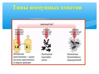 Типы иммунных ответов
 
