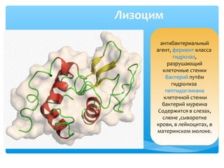 Лизоцим
антибактериальный
агент, фермент класса
гидролаз,
разрушающий
клеточные стенки
бактерий путём
гидролиза
пептидогликана
клеточной стенки
бактерий муреина
Содержится в слезах,
слюне ,сыворотке
крови, в лейкоцитах, в
материнском молоке.
 