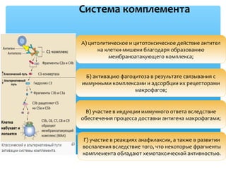 Система комплемента
А) цитолитическое и цитотоксическое действие антител
на клетки-мишени благодаря образованию
мембраноатакующего комплекса;
Б) активацию фагоцитоза в результате связывания с
иммунными комплексами и адсорбции их рецепторами
макрофагов;
В) участие в индукции иммунного ответа вследствие
обеспечения процесса доставки антигена макрофагами;
Г) участие в реакциях анафилаксии, а также в развитии
воспаления вследствие того, что некоторые фрагменты
комплемента обладают хемотаксической активностью.
 