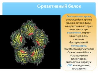 С-реактивный белок
белок плазмы крови,
относящийся к группе
белков острой фазы,
концентрация которых
повышается при
воспалении. Играет
защитную роль,
связывая
бактериальный
полисахарид
Streptococcus pneumoniae
. С-реактивный белок
используется в
клинической
диагностике наряду с
СОЭ как индикатор
воспаления.
 