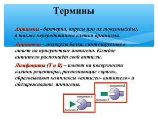 Термины
АнтигеныАнтигены -- бактерии, вирусы или их токсины(яды),
а также переродившиеся клетки организма.
АнтителаАнтитела –– молекулы белка, синтезируемые в
ответ на присутствие антигена. Каждое
антитело распознаёт свой антиген.
Лимфоциты (Т и В)Лимфоциты (Т и В) –– имеют на поверхности
клеток рецепторы, распознающие «врага»,
образовывают комплексы «антиген- антитело» и
обезвреживают антигены.
 