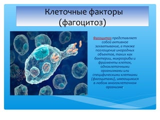 Фагоцитоз представляет
собой активное
захватывание, а также
поглощение инородных
объектов, таких как
бактерии, микрогрибы и
фрагменты клеток,
одноклеточными
организмами или
специфическими клетками
(фагоцитами), имеющимися
в любом многоклеточном
организме.
Клеточные факторы
(фагоцитоз)
 