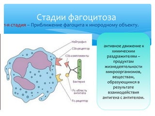 Стадии фагоцитоза
1-я стадия – Приближение фагоцита к инородному объекту.
активное движение к
химическим
раздражителям –
продуктам
жизнедеятельности
микроорганизмов,
веществам,
образующимся в
результате
взаимодействия
антигена с антителом.
 