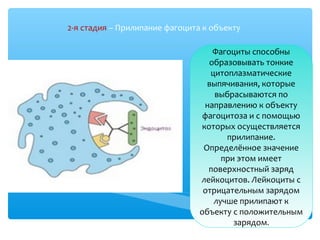 2-я стадия – Прилипание фагоцита к объекту
Фагоциты способны
образовывать тонкие
цитоплазматические
выпячивания, которые
выбрасываются по
направлению к объекту
фагоцитоза и с помощью
которых осуществляется
прилипание.
Определённое значение
при этом имеет
поверхностный заряд
лейкоцитов. Лейкоциты с
отрицательным зарядом
лучше прилипают к
объекту с положительным
зарядом.
 