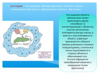 3-я стадия – Поглощение фагоцитируемого объекта путем
инвагинации фагоцита и образования вакуоли - фагосомы.
Поглощение объекта
лейкоцитами может
происходить двумя
способами: 1)
контактирующий с объектом
участок цитоплазмы
втягивается внутрь клетки, а
вместе с ним втягивается и
объект; 2) фагоцит
прикасается к объекту
своими длинными и тонкими
псевдоподиями, а потом все
телом подтягивается в
сторону объекта и
обволакивает его.
В итоге образуется
своеобразный мешочек с
инородным телом
(фагосома)
 