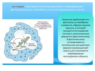 4-я стадия – Внутриклеточное расщепление и переваривание
фагоцитированных микробов и остатков поврежденных клеток
Лизосома приближается к
фагосоме, их мембраны
сливаются, образуя единую
вакуоль, в которой
находятся поглощённая
частица и лизосомальные
ферменты (фаголизосома).
В фаголизосомах
устанавливается
оптимальная для действия
ферментов реакция (рН
около 5,0) и начинается
переваривание
поглощённого объекта.
 