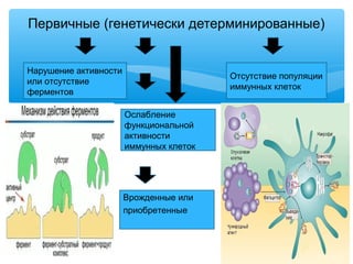 Первичные (генетически детерминированные)
Нарушение активности 
или отсутствие 
ферментов
Отсутствие популяции 
иммунных клеток
Ослабление 
функциональной 
активности 
иммунных клеток
Врожденные или
приобретенные
 