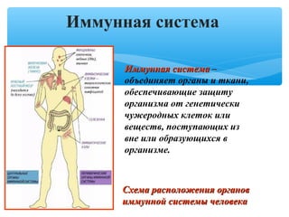Иммунная системаИммунная система ––
объединяет органы и ткани,
обеспечивающие защиту
организма от генетически
чужеродных клеток или
веществ, поступающих из
вне или образующихся в
организме.
Схема расположения органовСхема расположения органов
иммунной системы человекаиммунной системы человека
Иммунная система
 