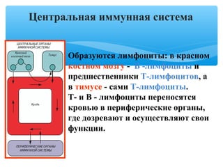 Центральная иммунная система
Образуются лимфоциты: в красном
костном мозгу - В -лимфоциты и
предшественники Т-лимфоцитов, а
в тимусе - сами Т-лимфоциты.
Т- и В - лимфоциты переносятся
кровью в периферические органы,
где дозревают и осуществляют свои
функции.
 