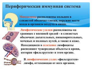 Периферическая иммунная система
Миндалины расположены кольцом в
слизистой оболочке глотки, окружая место
входа в организм воздуха и пищи.
Лимфатические узелки расположены на
границах с внешней средой - в слизистых
оболочках дыхательных, пищеварительных,
мочевых и половых путей, а также в коже.
Находящиеся в селезенке лимфоциты
распознают чужеродные объекты в крови,
которая «фильтруется» в этом органе.
В лимфатических узлах «фильтруется»
лимфа, оттекающая от всех органов.
 