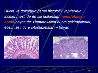 26
Hücre ve dokuların genel histolojik yapılarının
incelenmesinde en sık kullanılan hematoksilen
eosin boyasıdır. Hematoksilen hücre çekirdeklerini,
eozin ise hücre sitoplazmalarını boyar.
 