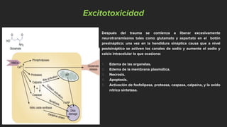 Excitotoxicidad
Después del trauma se comienza a liberar excesivamente
neurotransmisores tales como glutamato y aspartato en el botón
presináptico; una vez en la hendidura sináptica causa que a nivel
postsináptico se activen los canales de sodio y aumente el sodio y
calcio intracelular lo que ocasiona:
1. Edema de las organelas.
2. Edema de la membrana plasmática.
3. Necrosis.
4. Apoptosis.
5. Activación de fosfolipasa, proteasa, caspasa, calpaína, y la oxido
nítrico sintetasa.
 