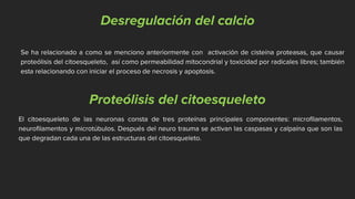 Desregulación del calcio
Se ha relacionado a como se menciono anteriormente con activación de cisteína proteasas, que causar
proteólisis del citoesqueleto, así como permeabilidad mitocondrial y toxicidad por radicales libres; también
esta relacionando con iniciar el proceso de necrosis y apoptosis.
Proteólisis del citoesqueleto
El citoesqueleto de las neuronas consta de tres proteínas principales componentes: microfilamentos,
neurofilamentos y microtúbulos. Después del neuro trauma se activan las caspasas y calpaína que son las
que degradan cada una de las estructuras del citoesqueleto.
 