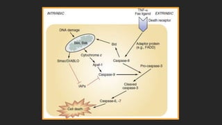 patomecanica neuroquimica.pptx