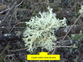 Líquen sobre rama de pino 
