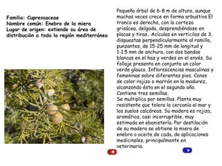 Familia: Cupressaceae  Nombre común: Enebro de la miera  Lugar de origen: extiende su área de distribución a toda la región mediterránea  Pequeño árbol de 6-8 m de altura, aunque muchas veces crece en forma arbustiva El tronco es derecho, con la corteza grisácea, delgada, desprendiéndose en placas y tiras.. Acículas en verticilos de 3, dispuestas perpendicularmente al ramillo, punzantes, de 15-25 mm de longitud y 1-1.5 mm de anchura, con dos bandas blancas en el haz y verdes en el envés. Su follaje presenta en conjunto un color verde glauco. Inflorescencias masculinas y femeninas sobre diferentes pies. Conos de color rojizo o marrón en la madurez, alcanzando ésta en el segundo año. Contiene tres semillas. Se multiplica por semillas. Planta muy resistente que tolera la cercanía al mar y los suelos calcáreos. Su madera es rojiza, aromática, casi incorruptible, muy estimada en ebanistería. Por destilación de su madera se obtiene la miera de enebro o aceite de cada, de aplicaciones medicinales, principalmente en veterinaria. 