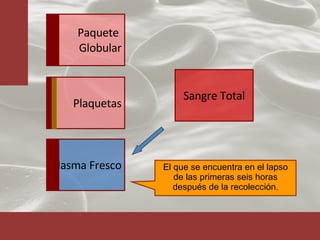 El que se encuentra en el lapso de las primeras seis horas después de la recolección. Sangre Total Plaquetas Plasma Fresco Paquete  Globular 