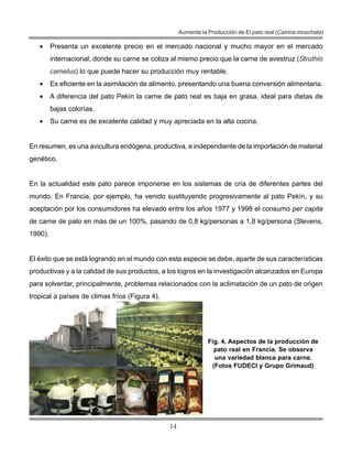 14
Aumente la Producción de El pato real (Cairina moschata)
• Presenta un excelente precio en el mercado nacional y mucho mayor en el mercado
internacional, donde su carne se cotiza al mismo precio que la carne de avestruz (Struthio
camelus) lo que puede hacer su producción muy rentable.
• Es eficiente en la asimilación de alimento, presentando una buena conversión alimentaria.
• A diferencia del pato Pekín la carne de pato real es baja en grasa, ideal para dietas de
bajas colorías.
• Su carne es de excelente calidad y muy apreciada en la alta cocina.
En resumen, es una avicultura endógena, productiva, e independiente de la importación de material
genético.
En la actualidad este pato parece imponerse en los sistemas de cría de diferentes partes del
mundo. En Francia, por ejemplo, ha venido sustituyendo progresivamente al pato Pekín, y su
aceptación por los consumidores ha elevado entre los años 1977 y 1998 el consumo per capita
de carne de pato en más de un 100%, pasando de 0,8 kg/personas a 1,8 kg/persona (Stevens,
1990).
El éxito que se está logrando en el mundo con esta especie se debe, aparte de sus características
productivas y a la calidad de sus productos, a los logros en la investigación alcanzados en Europa
para solventar, principalmente, problemas relacionados con la aclimatación de un pato de origen
tropical a países de climas fríos (Figura 4).
Fig. 4. Aspectos de la producción de
pato real en Francia. Se observa
una variedad blanca para carne.
(Fotos FUDECI y Grupo Grimaud)
 