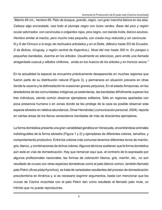8
Aumente la Producción de El pato real (Cairina moschata)
“Macho 84 cm., hembra 66. Pato de bosque, grande, negro, con gran mancha blanca en las alas.
Cabeza algo encrestada, casi todo el plumaje negro con luces verdes. Base del pico y región
ocular adornados con carúnculas o colgantes rojas, pico negro, con banda lívida, blanco azuloso.
Hembra similar al macho, pero mucho más pequeña, con cresta muy reducida y sin carúncula.
N y S del Orinoco a lo largo de riachuelos arbolados y en el Delta. (México hasta SO de Ecuador,
S de Bolivia, Uruguay, y región central de Argentina.). Nivel del mar hasta 300 m. En parejas o
pequeñas bandadas, duerme en los árboles. Usualmente es silencioso, pero emite una llamada
atragantada cuacuá y silbidos chillones, anida en los huecos de los árboles y en troncos secos.”
En la actualidad la especie se encuentra prácticamente desaparecida en muchas regiones que
fueron parte de su distribución natural (Figura 3), y permanece en situación precaria en otras
donde la cacería y la deforestación le ocasionan graves perjuicios. En el estado Amazonas, en los
alrededores de las comunidades indígenas ya sedentarias, las bandadas difícilmente superan los
tres individuos, siendo común observar ejemplares solitarios. Sólo en regiones apartadas con
poca presencia humana o en zonas donde se les protege de la caza es posible observar esta
especie silvestre en relativa abundancia. Omar Hernández (comunicación personal, 2004), reporta
en ciertas áreas de los llanos venezolanos bandadas de más de doscientos ejemplares.
La forma doméstica presenta una gran variabilidad genética en Venezuela, encontrándose animales
indistinguibles de la forma silvestre (Figura 1 y 2) y ejemplares de diferentes colores, tamaños, y
comportamiento productivo. Entre los colores más comunes tenemos diferentes tonos de marrón,
gris, blanco, y combinaciones de dichos colores.Algunos técnicos sostienen que la forma doméstica
aún está en vías de domesticación. Hay que remarcar aquí que, al contrario de lo expresado por
algunos profesionales nacionales, las formas de coloración blanca, gris, marrón, etc., no son
resultado de cruces con otras especies domésticas como el pato blanco común, también llamado
pato Pekín (Anas platyrhynchos), se trata de variedades resultantes del proceso de domesticación
precolombina en América y, si es necesario esgrimir argumentos, basta con mencionar que los
cruces de Cairina moschata con el pato Pekín dan como resultado el llamado pato mula, un
híbrido que no puede reproducirse.
 