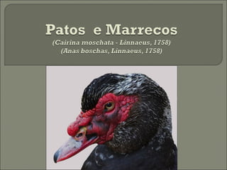 Patos  E Marrecos