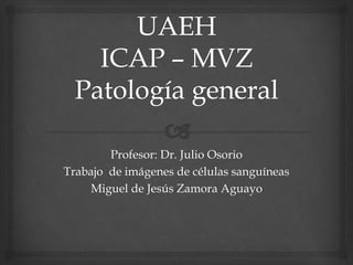 Profesor: Dr. Julio Osorio
Trabajo de imágenes de células sanguíneas
Miguel de Jesús Zamora Aguayo
 