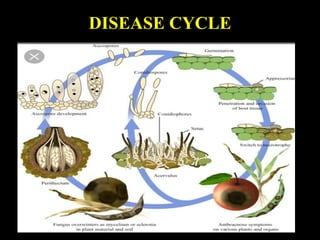 DISEASE CYCLE
 