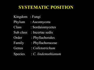 SYSTEMATIC POSITION
Kingdom : Fungi
Phylum : Ascomycota
Class : Sordaiomycetes
Sub class : Incertae sedis
Order : Phyllachorales
Family : Phyllachoraceae
Genus : Colletotrichum
Species : C. lindemuthianum
 