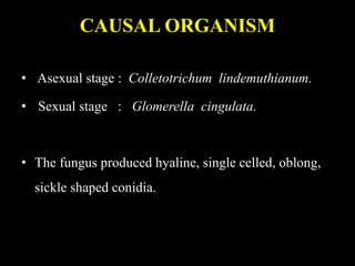 CAUSAL ORGANISM
• Asexual stage : Colletotrichum lindemuthianum.
• Sexual stage : Glomerella cingulata.
• The fungus produced hyaline, single celled, oblong,
sickle shaped conidia.
 
