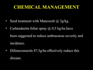 CHEMICAL MANAGEMENT
• Seed treatment with Mancozeb @ 3g/kg.
• Carbendazim foliar spray @ 0.5 kg/ha have
been suggested to reduce anthracnose severity and
incidence.
• Difenoconazole 87.5g/ha effectively reduce this
disease.
 