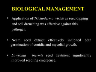 BIOLOGICAL MANAGEMENT
• Application of Trichoderma viride as seed dipping
and soil drenching was effective against this
pathogen.
• Neem seed extract effectively inhibited both
germination of conidia and mycelial growth.
• Lawsonia inermis seed treatment significantly
improved seedling emergence.
 