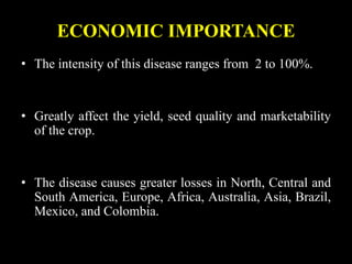 ECONOMIC IMPORTANCE
• The intensity of this disease ranges from 2 to 100%.
• Greatly affect the yield, seed quality and marketability
of the crop.
• The disease causes greater losses in North, Central and
South America, Europe, Africa, Australia, Asia, Brazil,
Mexico, and Colombia.
 