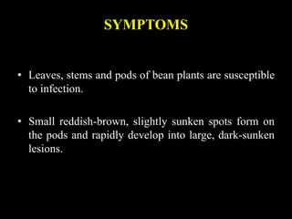 SYMPTOMS
• Leaves, stems and pods of bean plants are susceptible
to infection.
• Small reddish-brown, slightly sunken spots form on
the pods and rapidly develop into large, dark-sunken
lesions.
 