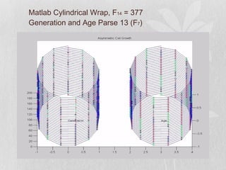 Algorithm - Fibonacci Phyllotaxis by Asymmetric Cell Division | PPT