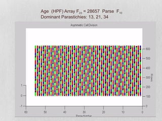 Algorithm - Fibonacci Phyllotaxis by Asymmetric Cell Division | PPT
