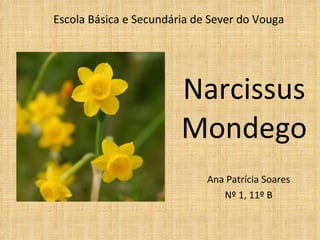 Narcissus  Mondego Ana Patrícia Soares Nº 1, 11º B Escola Básica e Secundária de Sever do Vouga  