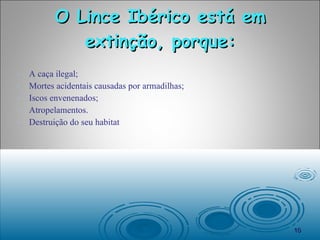 O Lince Ibérico está em extinção, porque: A caça ilegal; Mortes acidentais causadas por armadilhas; Iscos envenenados; Atropelamentos. Destruição do seu habitat 